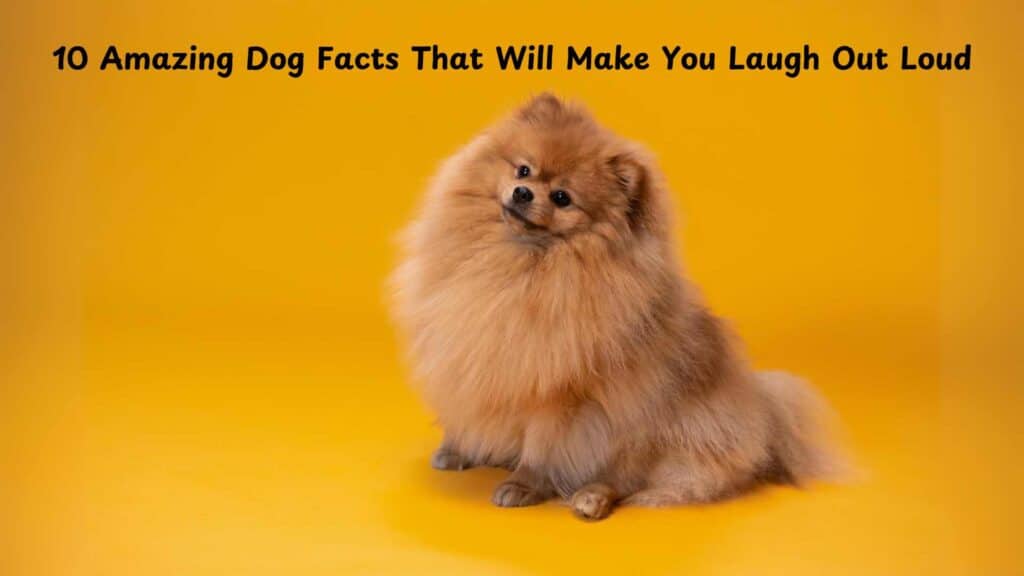 0 Amazing Dog Facts That Will Make You Laugh Out Loud