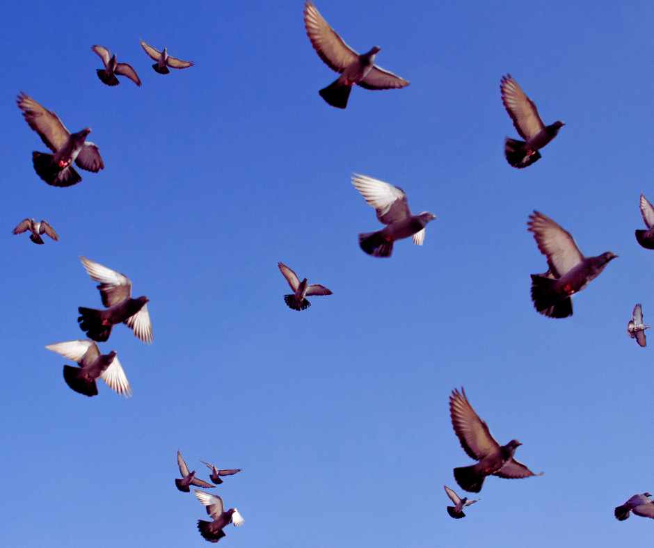 Pigeons in flight