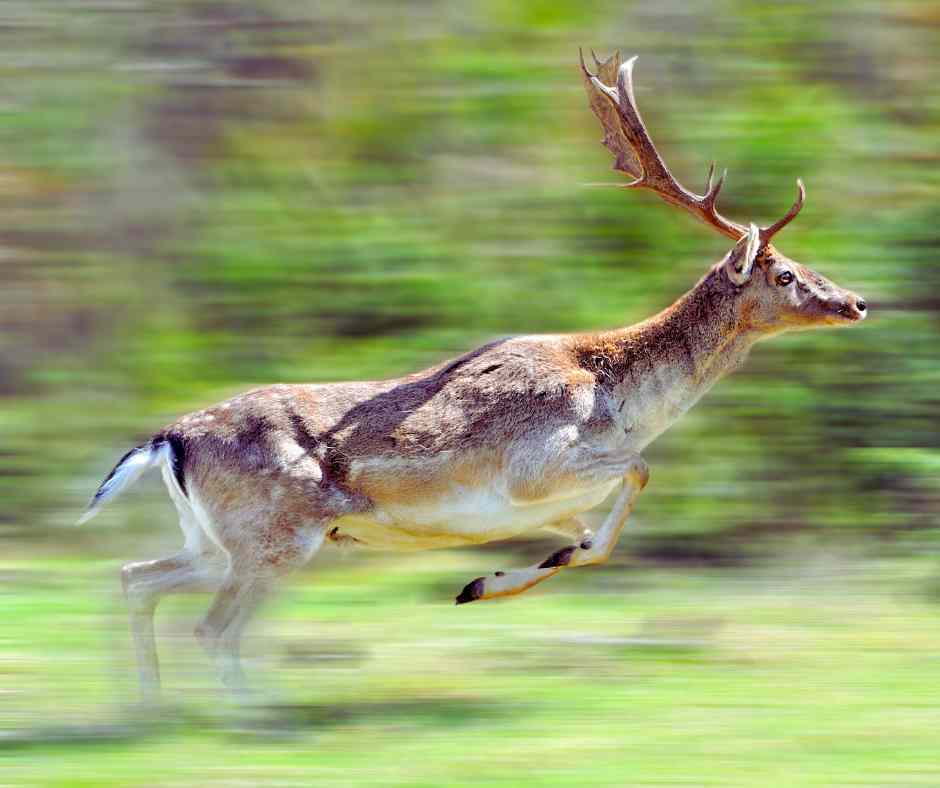 Running deer