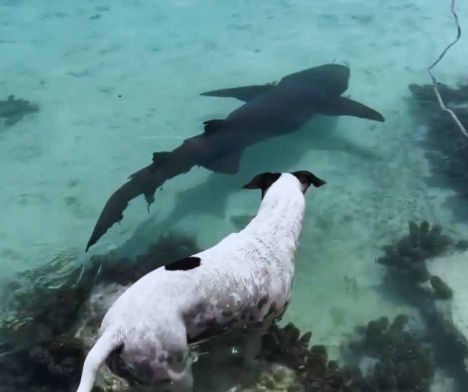 Wild shark and dog