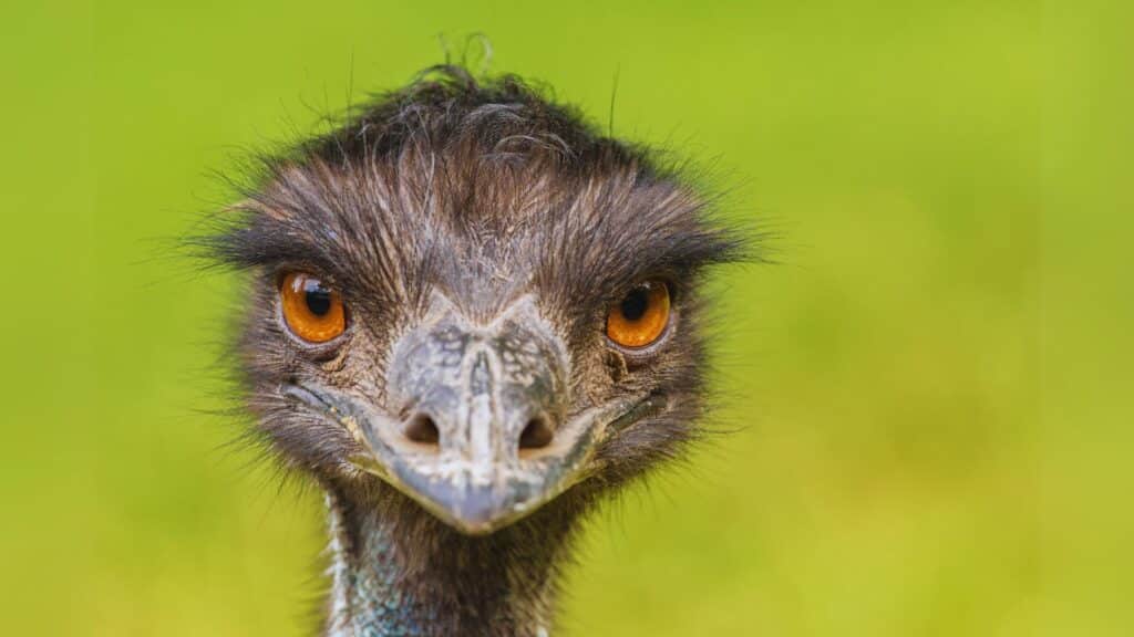 kenneth the emu